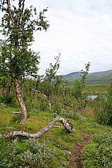 Fjellbirkenwald