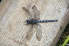 Hochmoor-Mosaikjungfer