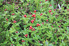 Schwedische Hartriegel