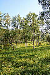 Fjällbirkenwald