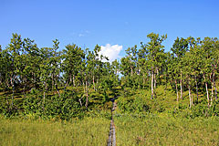 Über Sumpf und Hügel