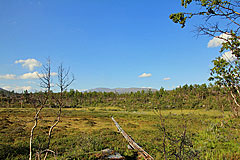 Über Sumpf und Hügel