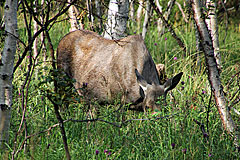 Elchkuh