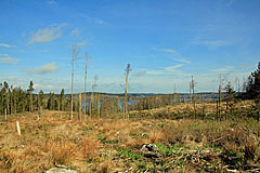 Abgeholzter Wald