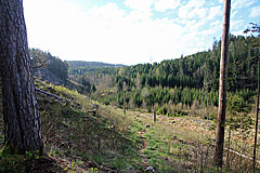 Abstieg zur Waldstrasse