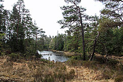 Fälle Dammsjö