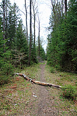 Havskuren