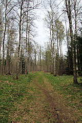 Wald
