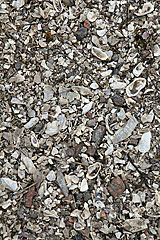 Muschelbänke
