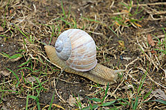 Weinbergschnecke