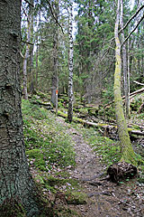 Wald