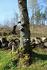 Baum mit Baumpilzen
