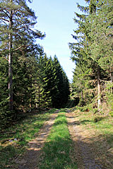 Waldstrasse zum Älje-Hof