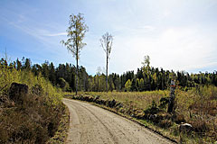 Waldstrasse