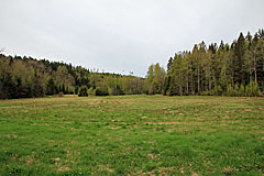 Wiesen