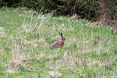 Hase
