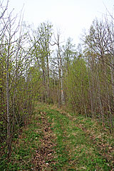 Bei Lindjärn