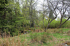 Bei Lindjärn