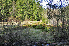 Sumpf bei Hjälmhagen