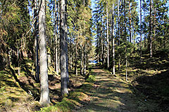 Weg zum Dammsjön