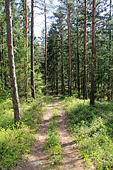 Waldweg