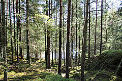 Gaffeln