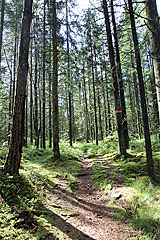 Wald am Gaffeln