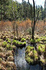 Bach zum Svartsjön