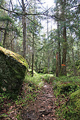 Wald