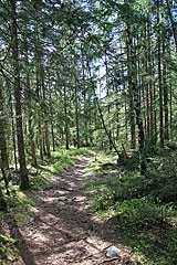 Waldweg