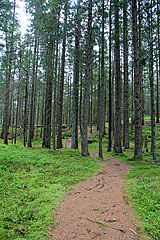 Wald am Övre Långevatten