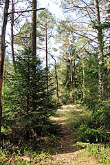Trampelpfad
