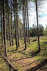 Waldrand