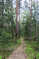 Wald