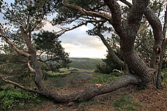 Aleklätten