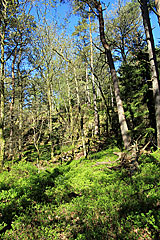 Aleklätten