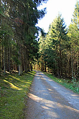 Skogshall