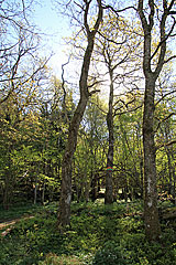 Mariebergs naturreservat
