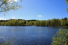 Svarte mosse