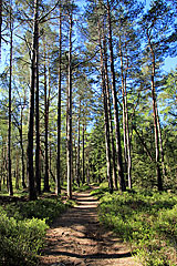 Wanderweg im Vättlefjälls naturreservat