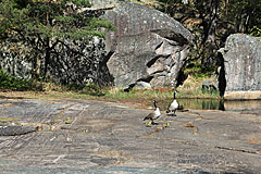 Kanadagänse