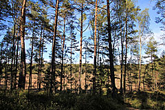 Stora Rörmossen