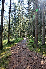 Wald am Stora Ramsjön