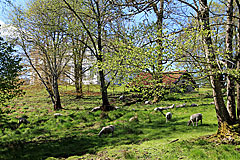 Jonsereds Herrgård