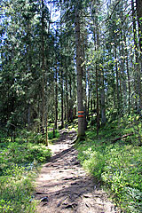 Durch den Wald