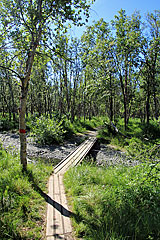 Einfache Holzbrücke