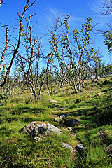 Pfad zum Tältlägret