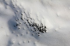 Schnee mit Hasenköttel