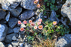 Gletscher-Hahnenfuß