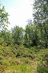 Fjällbirkenwald